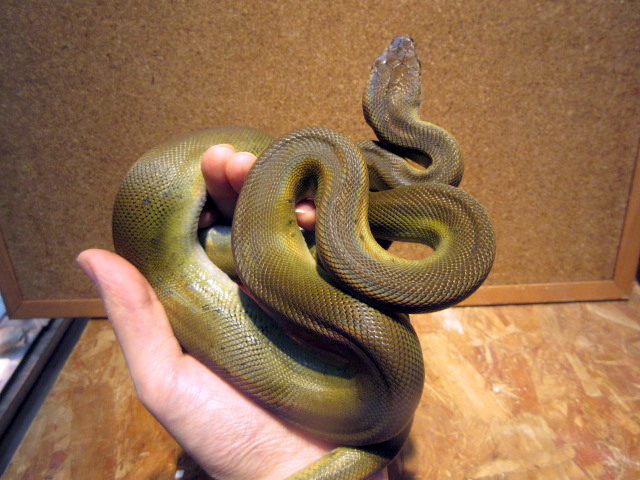 パプアンパイソン(9)