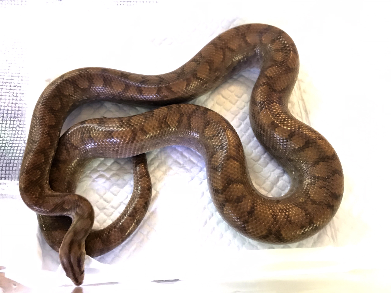 コロンビアレインボーボア(2)