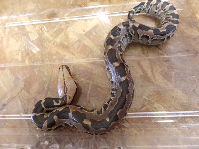 ボルネオブラッドパイソン(8)