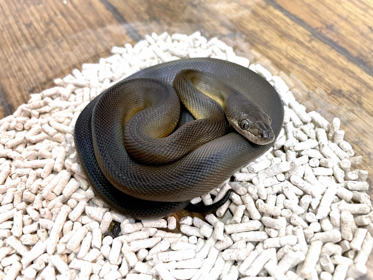 ウォーターパイソン(8)