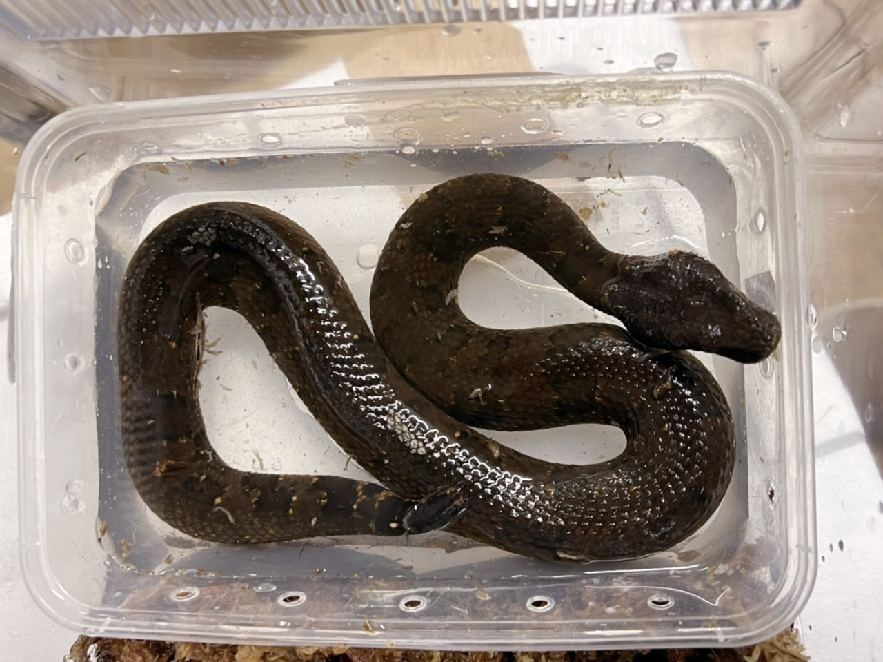 バイパーボア(11)