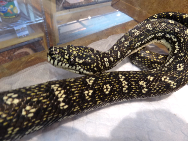 ダイヤモンドカーペットパイソン(6)