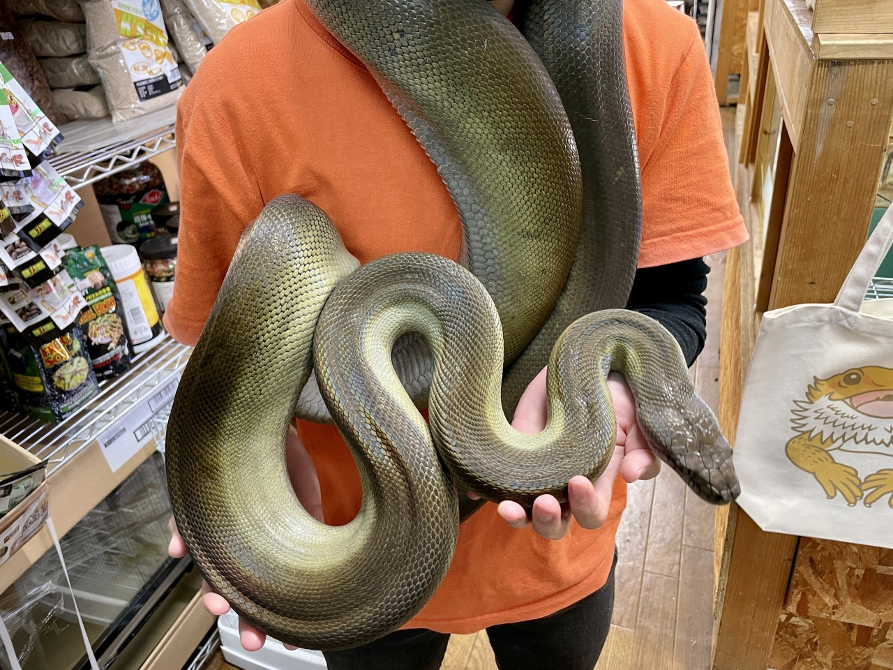 パプアンパイソン(6)