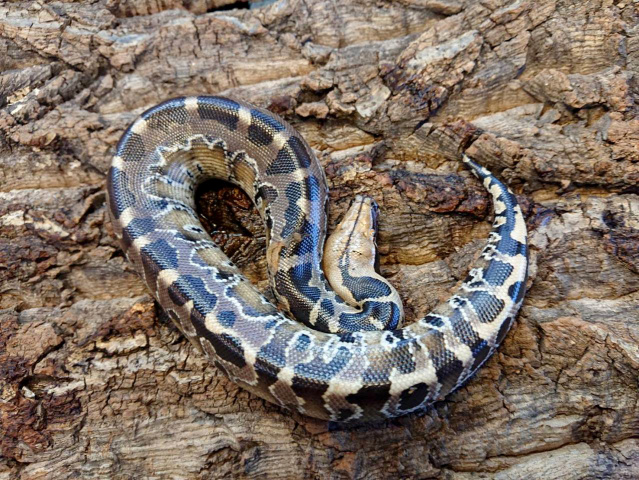 PERSONSOUL SNAKE PRINT ジャケット パイソン 蛇 ヘビ 柄 PERSONSOUL SNAKE PRINT ジャケット パイソン 蛇 ヘビ 柄 - メルカリ