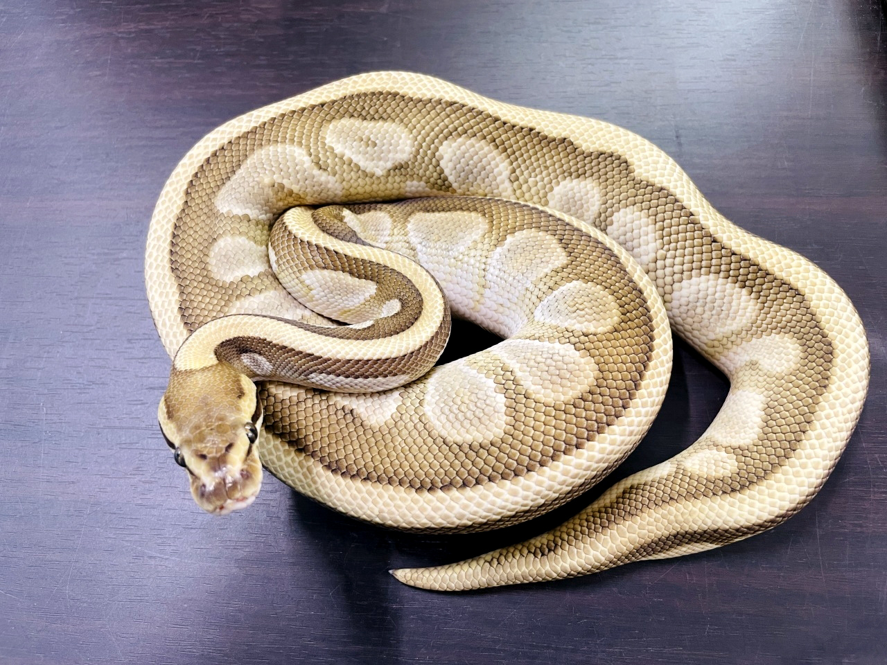 ボールパイソン(10)