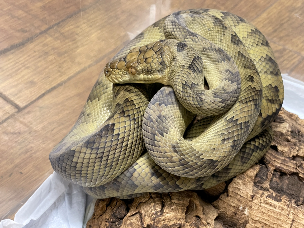 ハルマヘラパイソン(1)