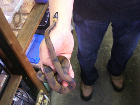 リングパイソン(5)