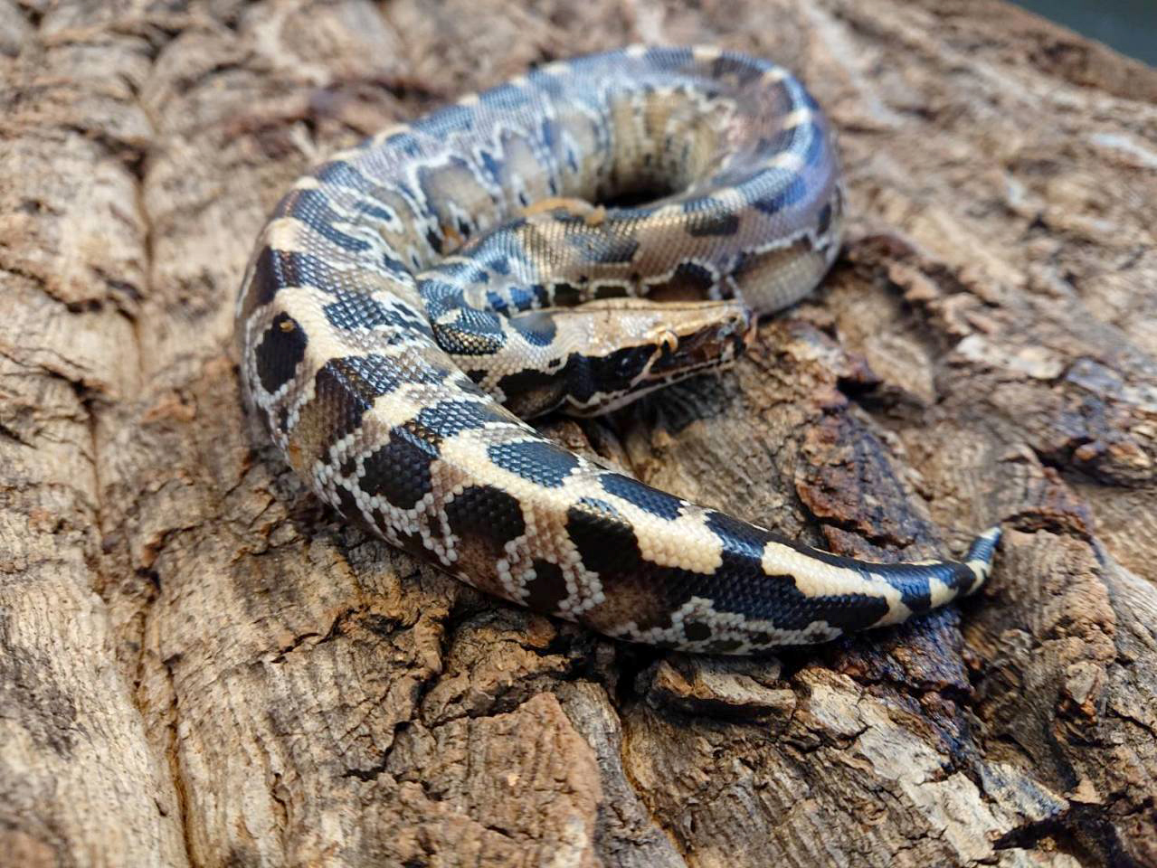 スマトラブラッドパイソン(2)