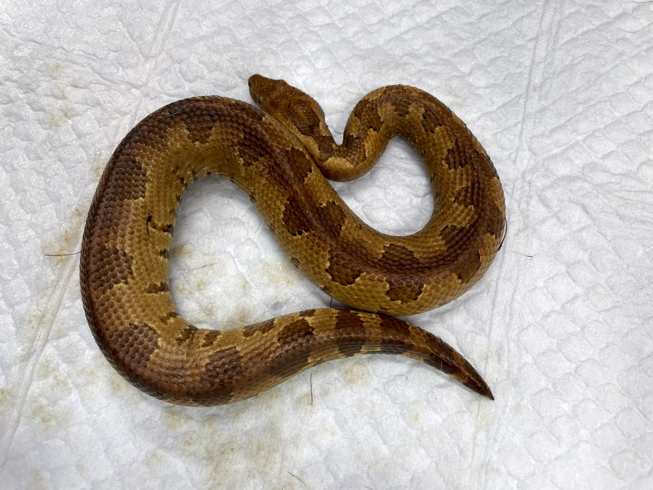 バイパーボア(8)