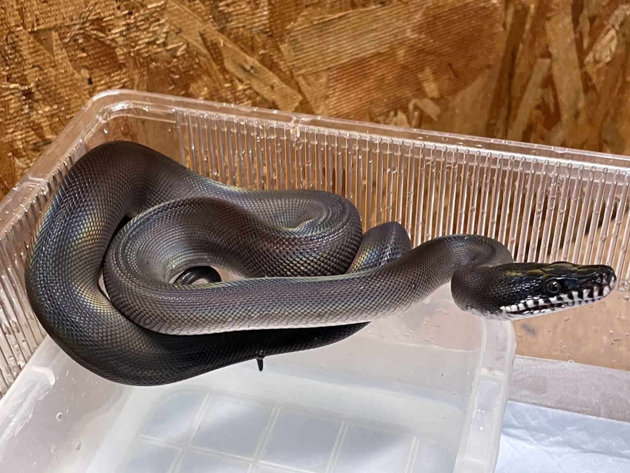 アルバーティスパイソン(9)