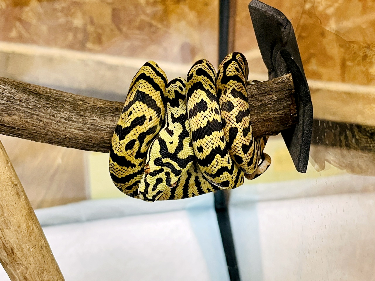 カーポンドロ(4)