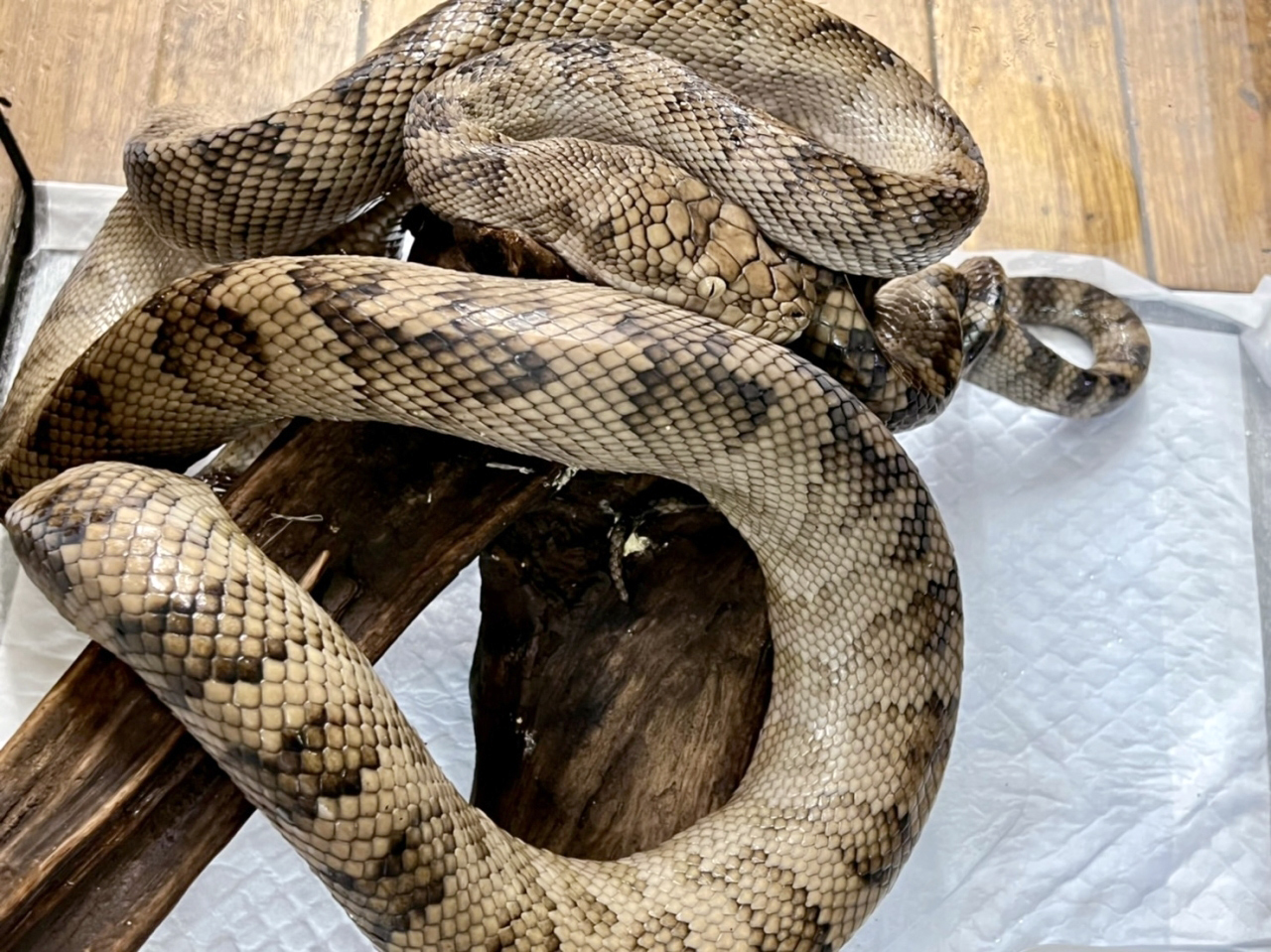 ハルマヘラパイソン(10)