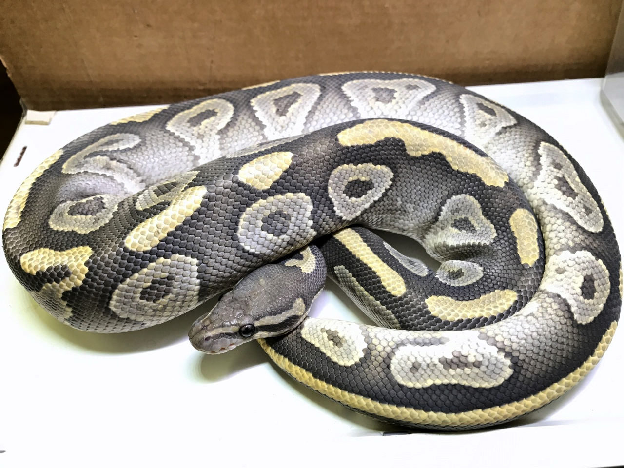 ボールパイソン(4)