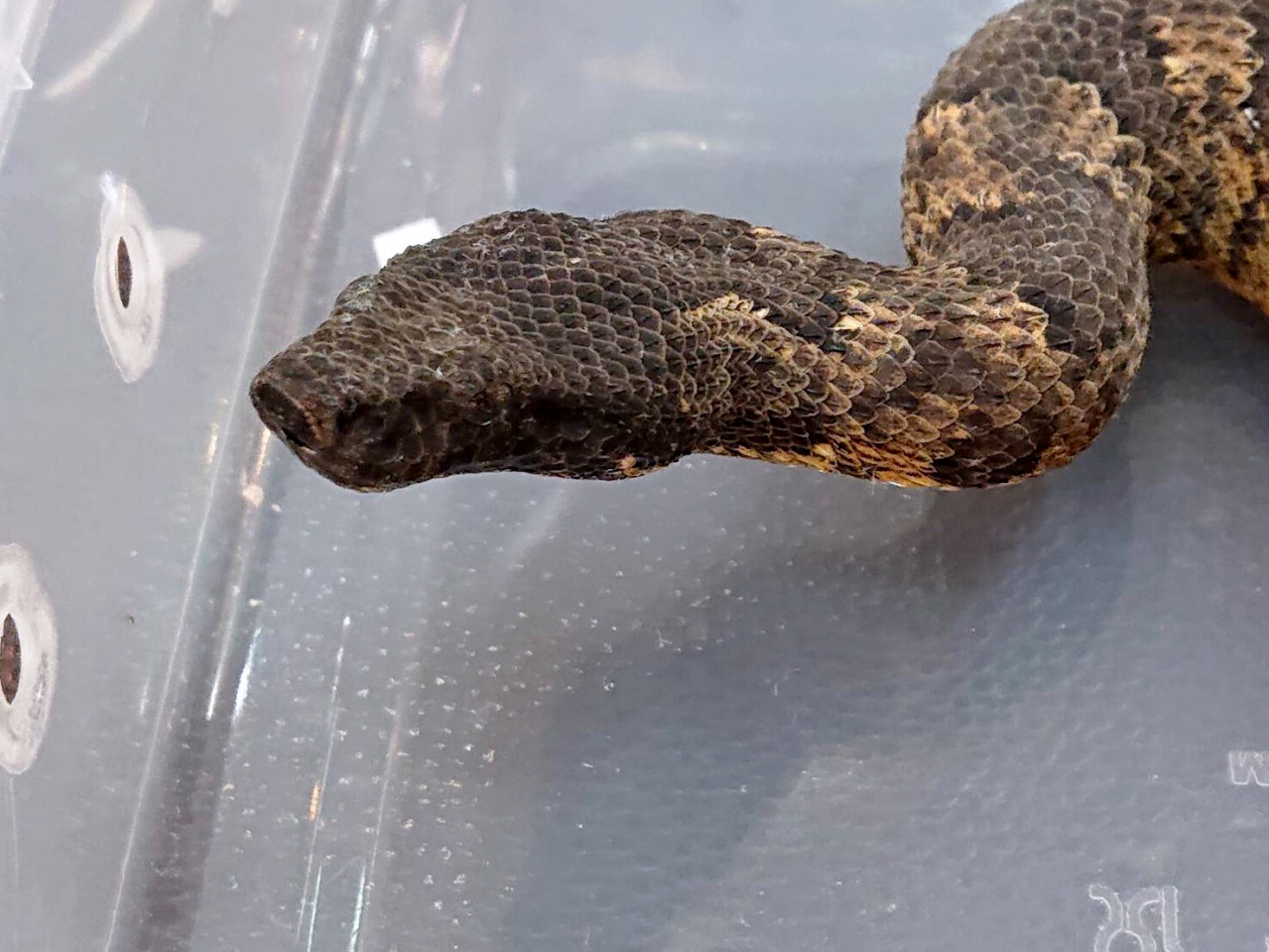 バイパーボア(2)