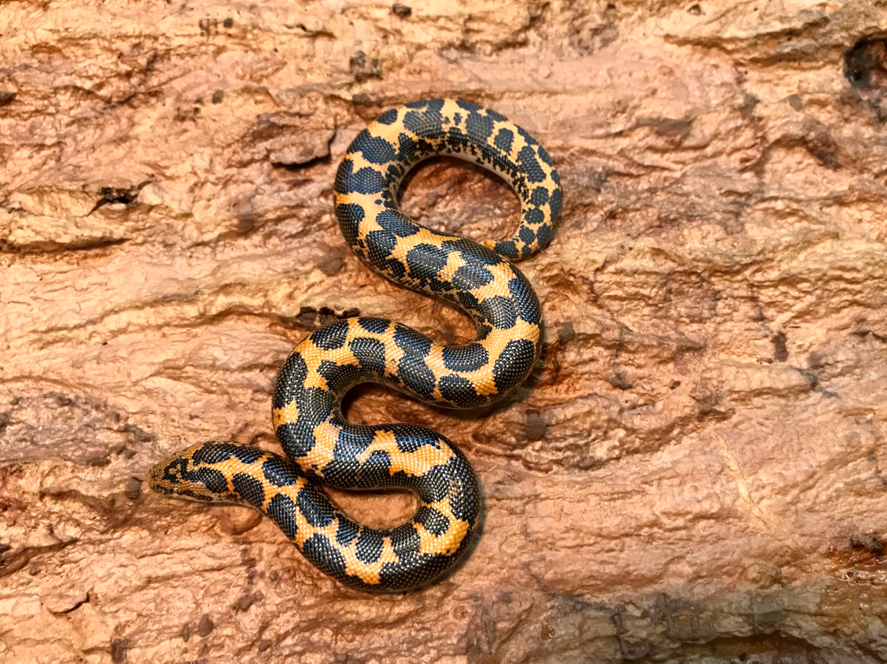 ケニアサンドボア(3)