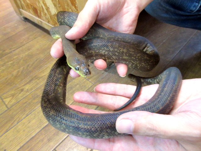 マクロットパイソン(9)