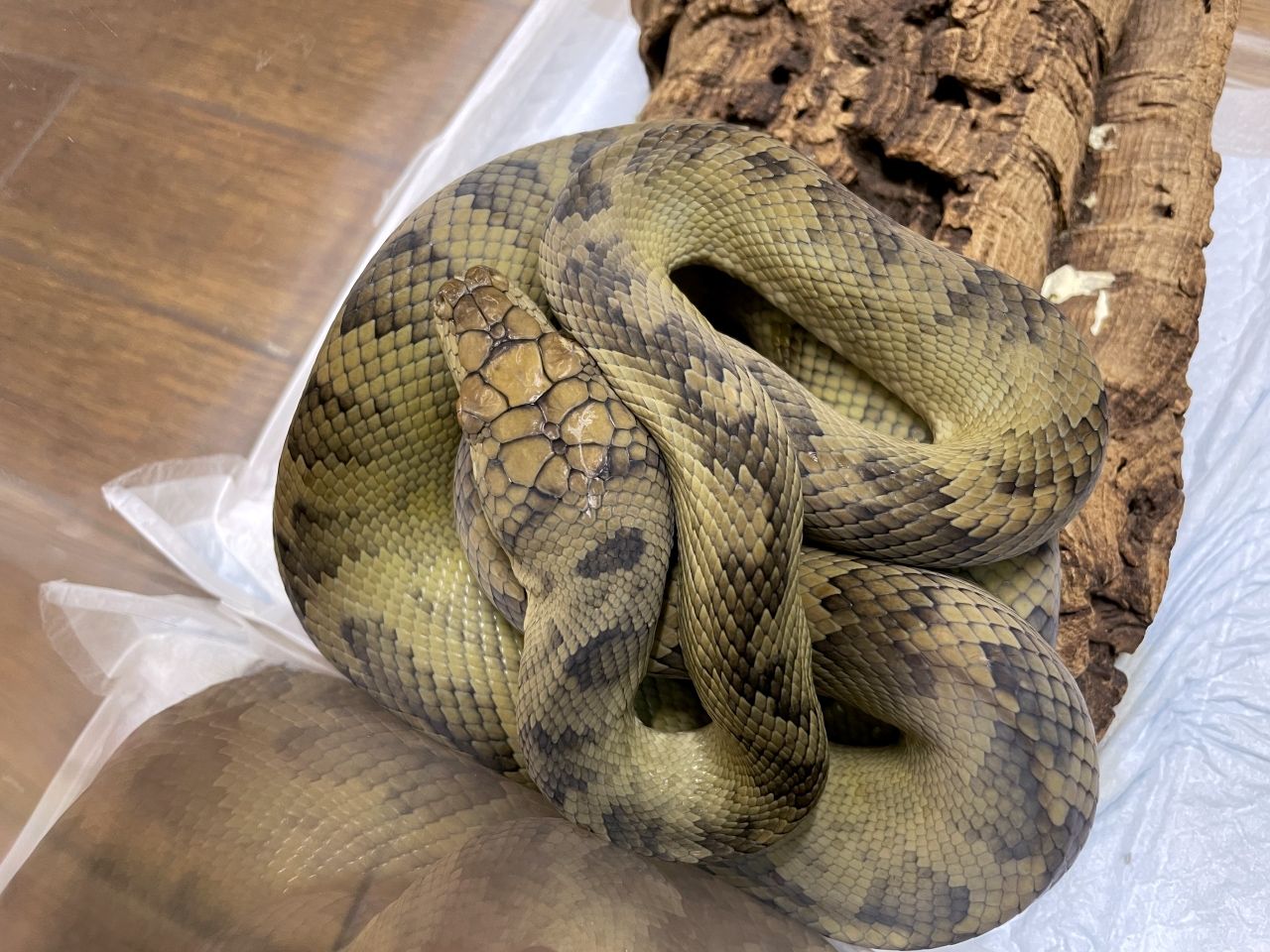 ハルマヘラパイソン(2)