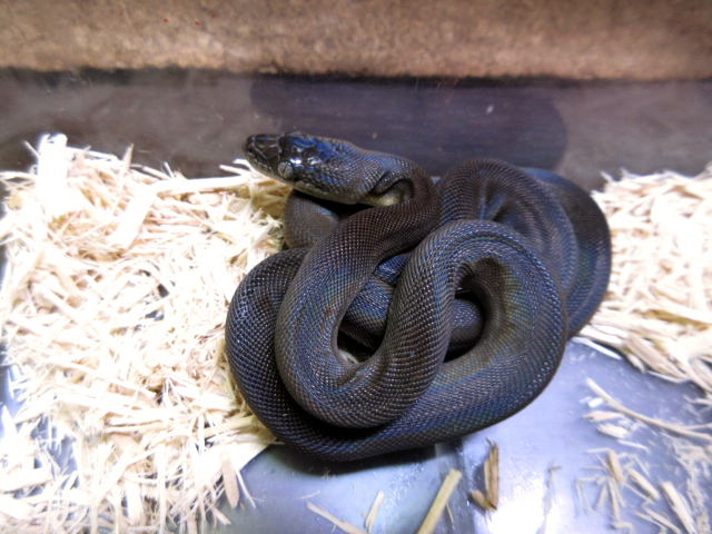 マクロットパイソン(12)