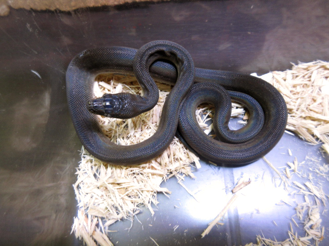 マクロットパイソン(11)