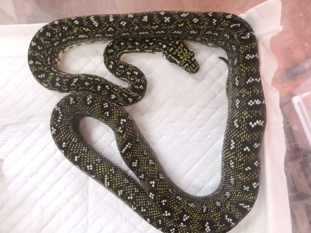ダイヤモンドカーペットパイソン(7)
