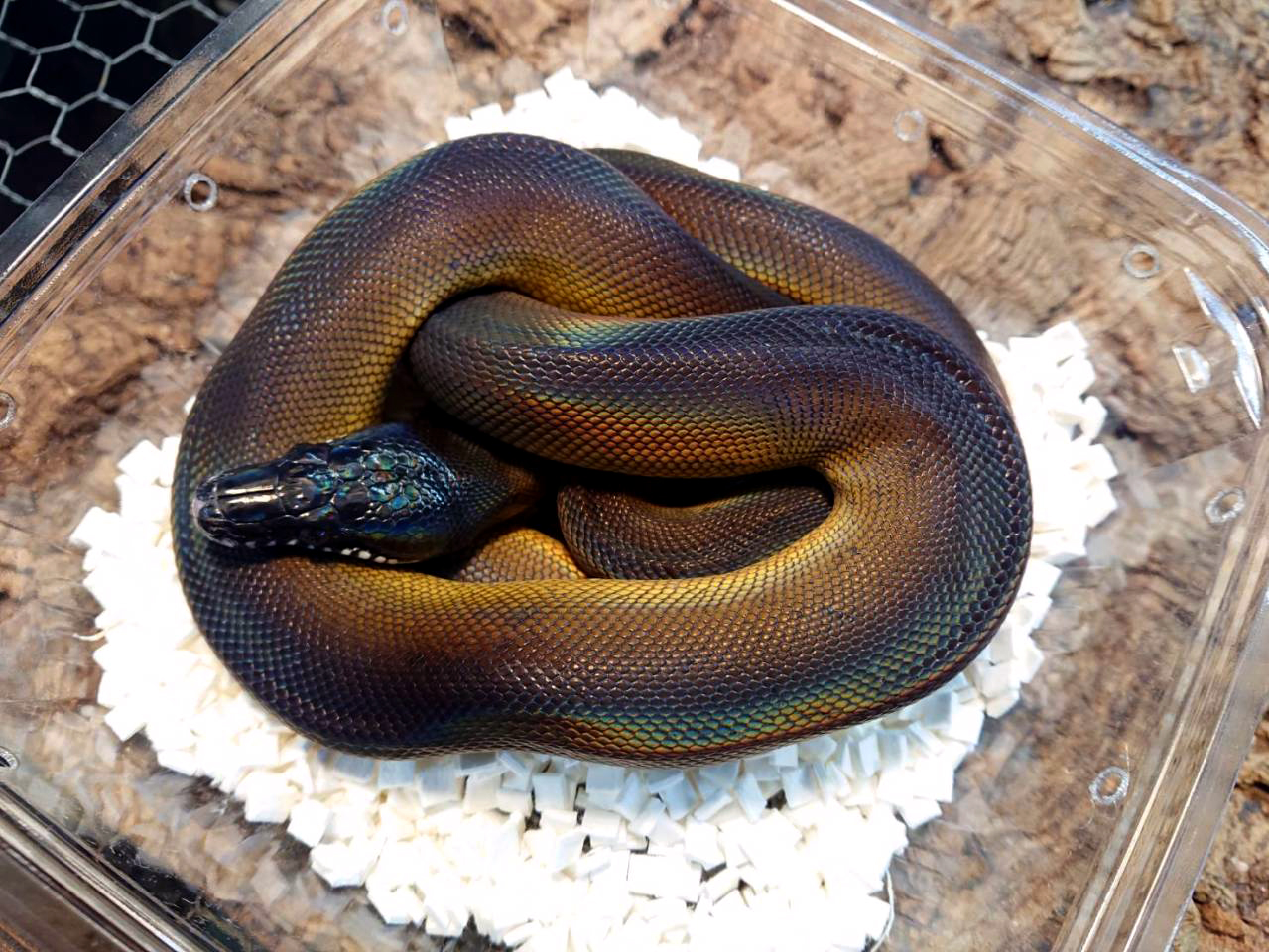 洋書 Complete Carpet Python 以下検索 蛇 パイソン ボア 洋書 Complete Carpet Python 以下検索 蛇 パイソン ボア - メルカリ