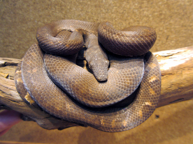 ビブロンボア(9)