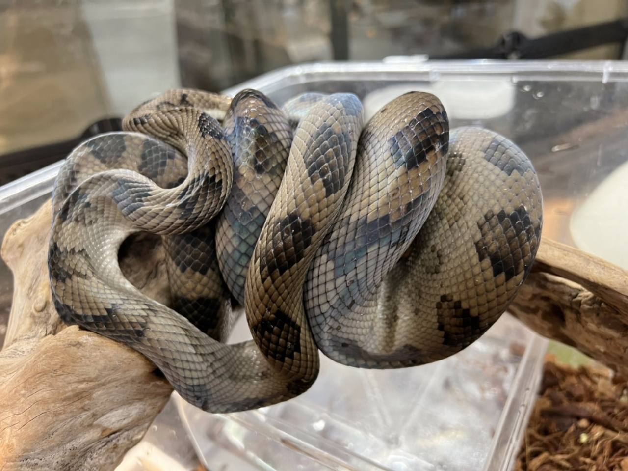 ハルマヘラパイソン(7)