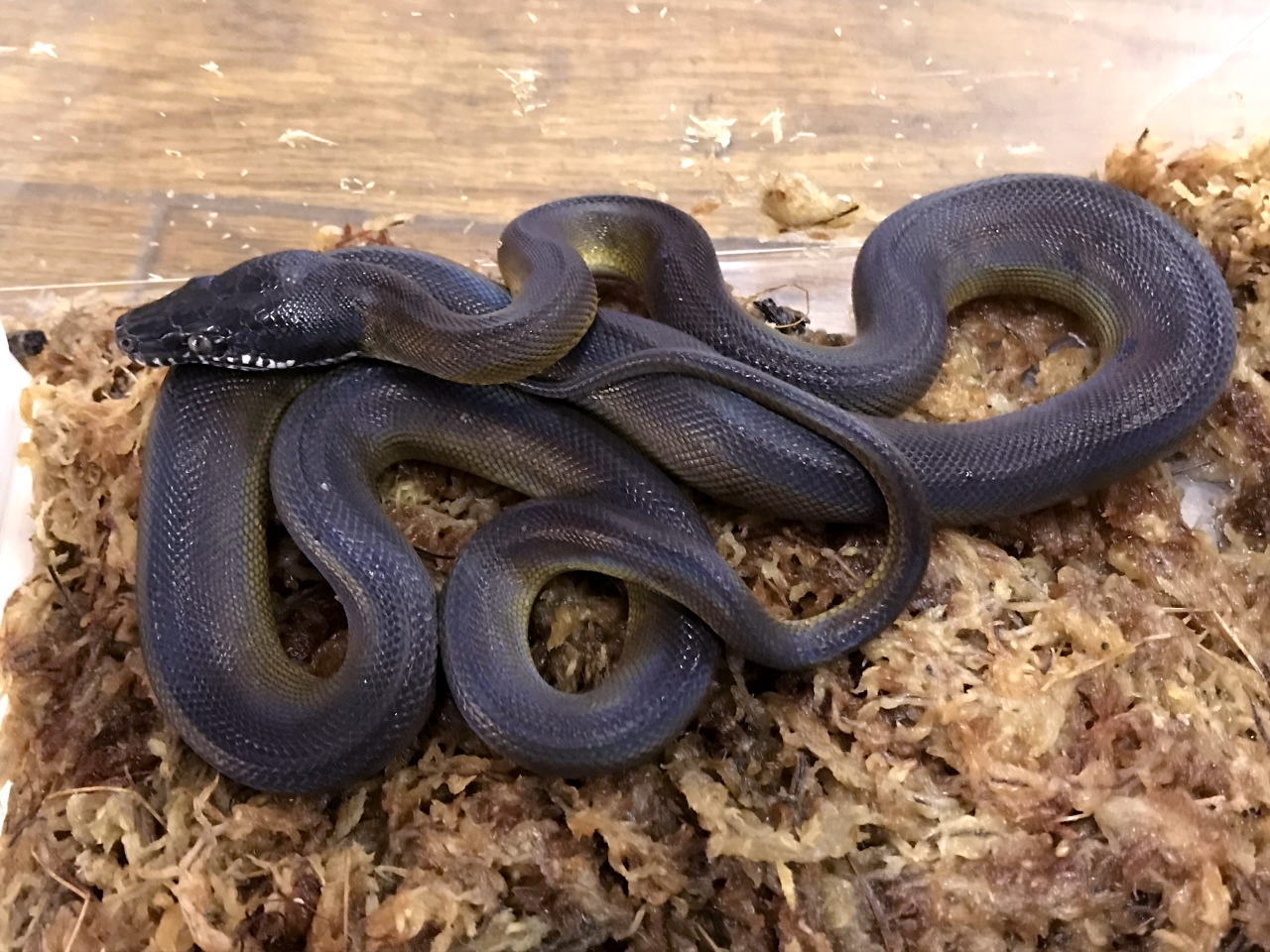 アルバーティスパイソン(3)