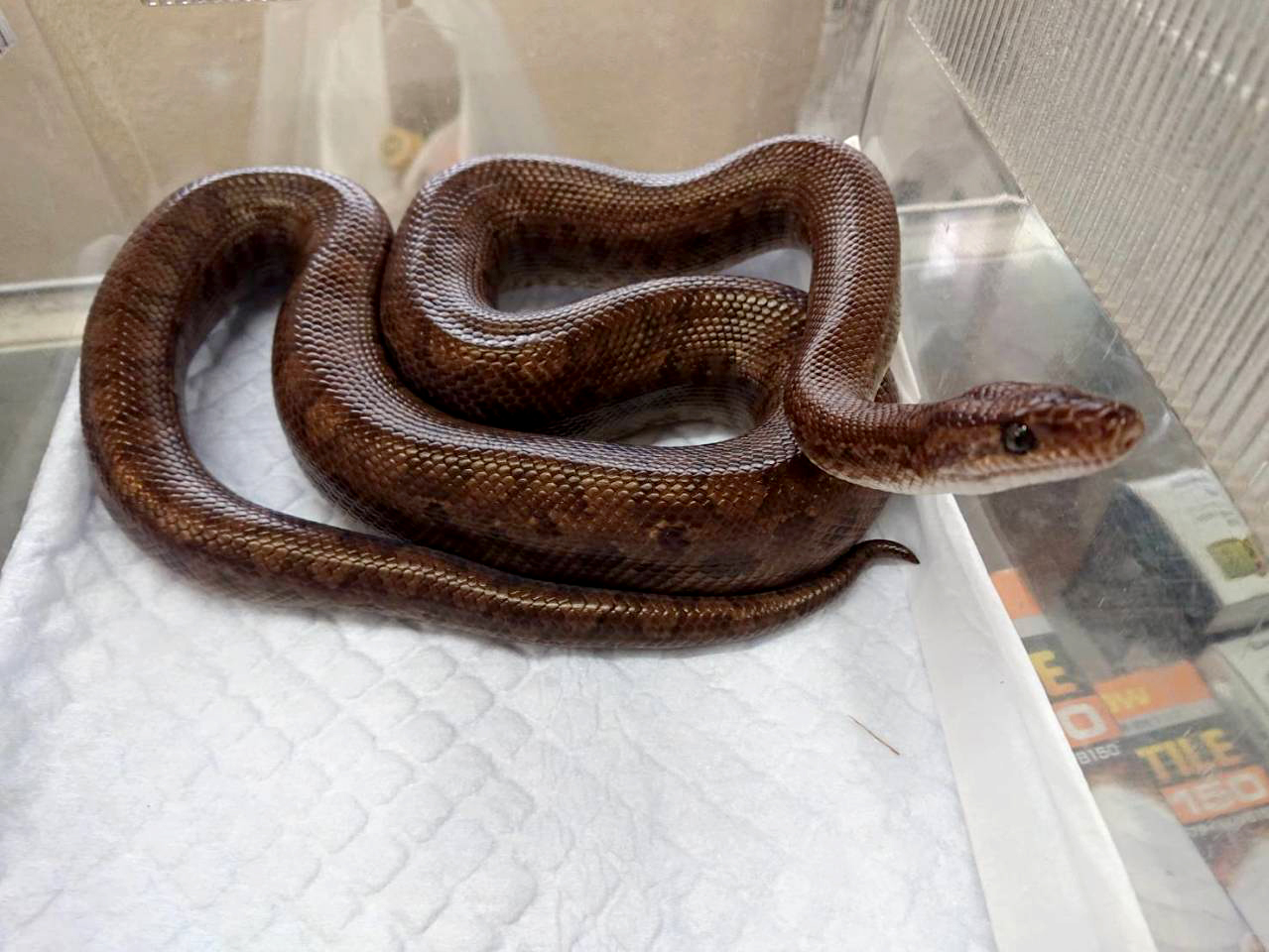 コロンビアレインボーボア(1)