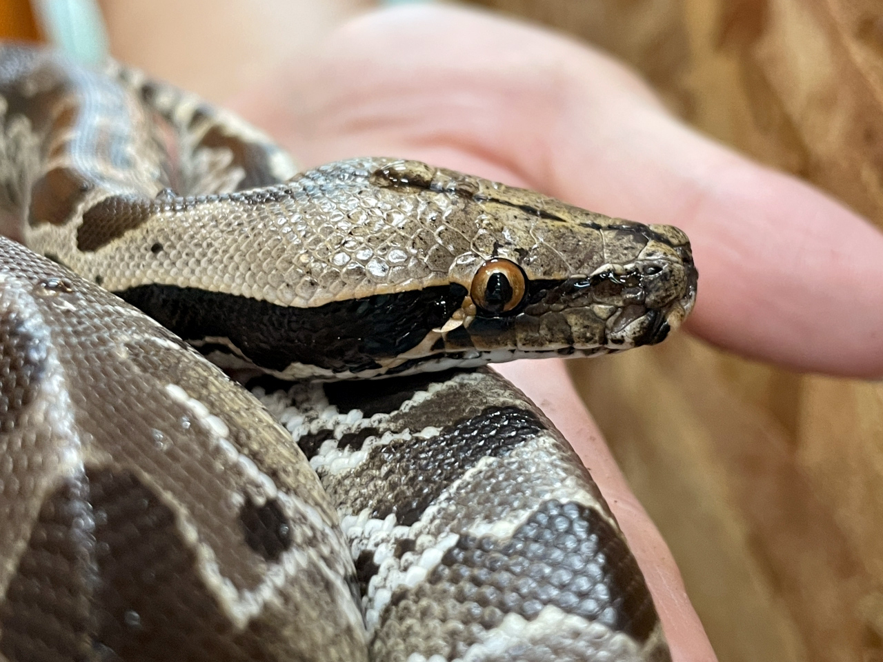 スマトラブラッドパイソン(3)