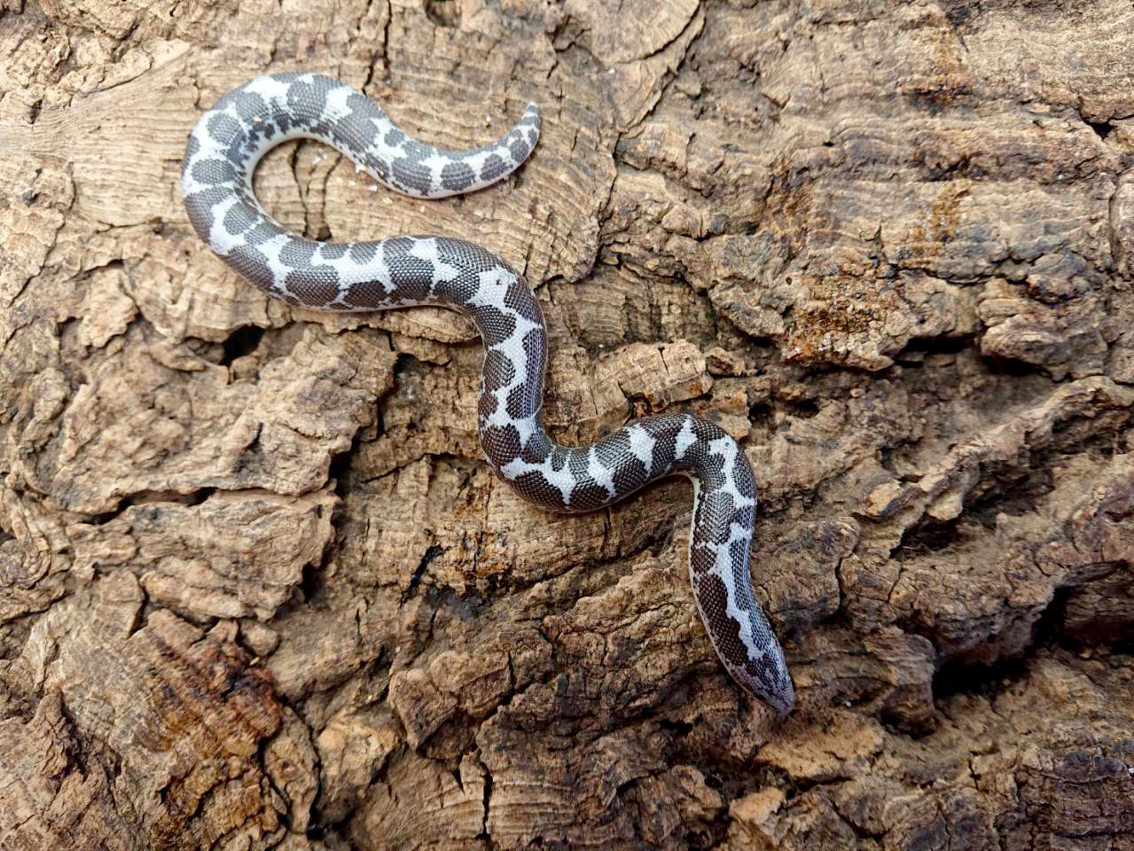 ケニアサンドボア(11)