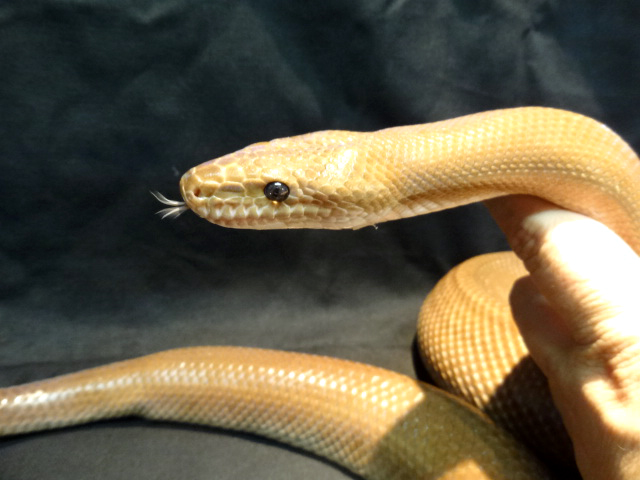 コロンビアレインボーボア(5)