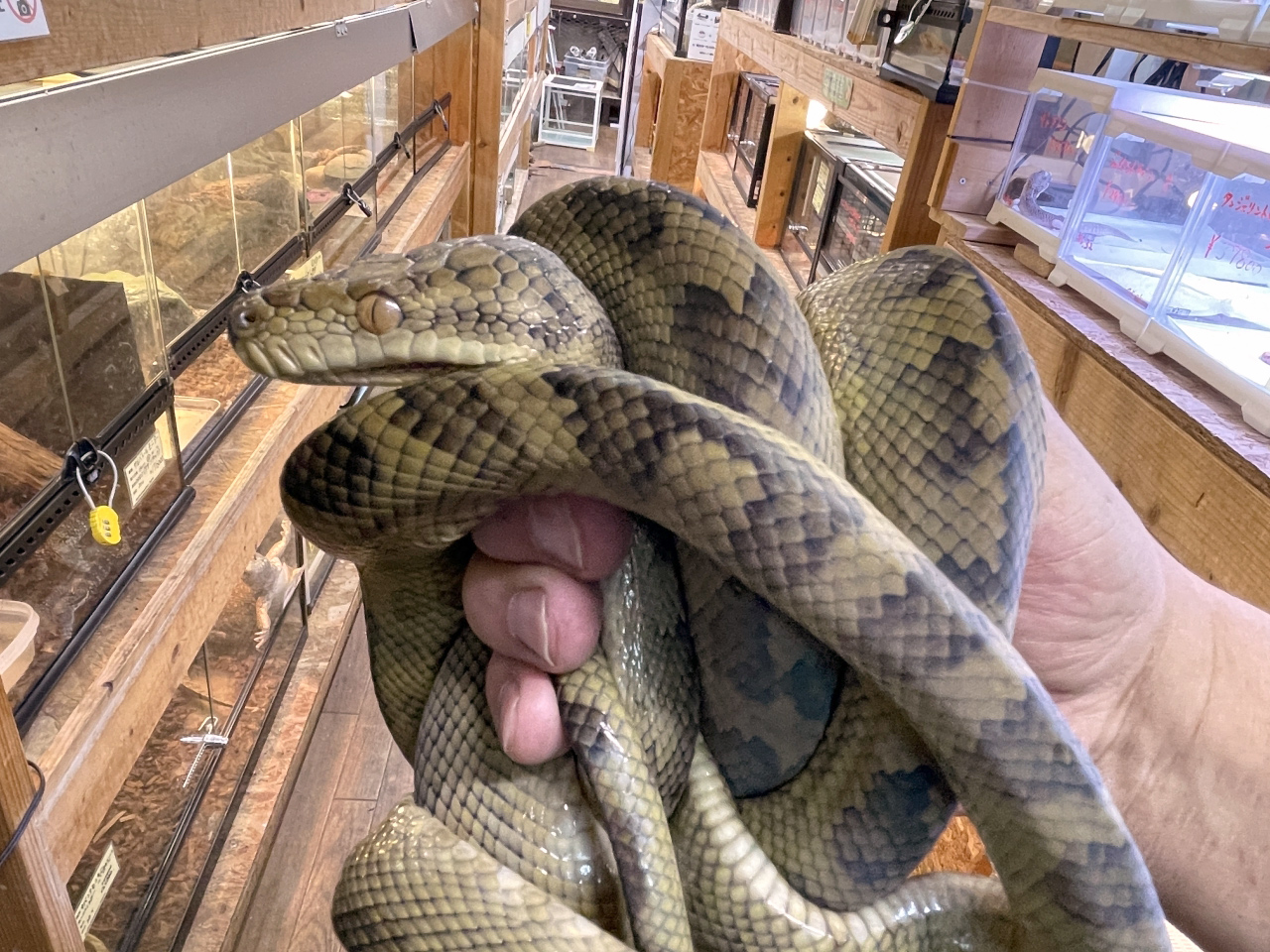 ハルマヘラパイソン(3)