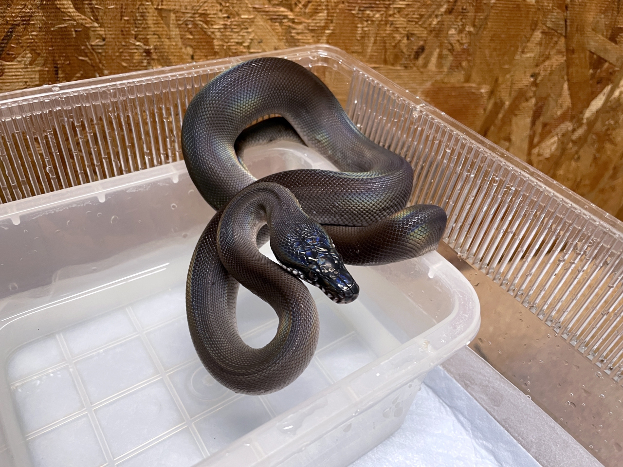 アルバーティスパイソン(10)