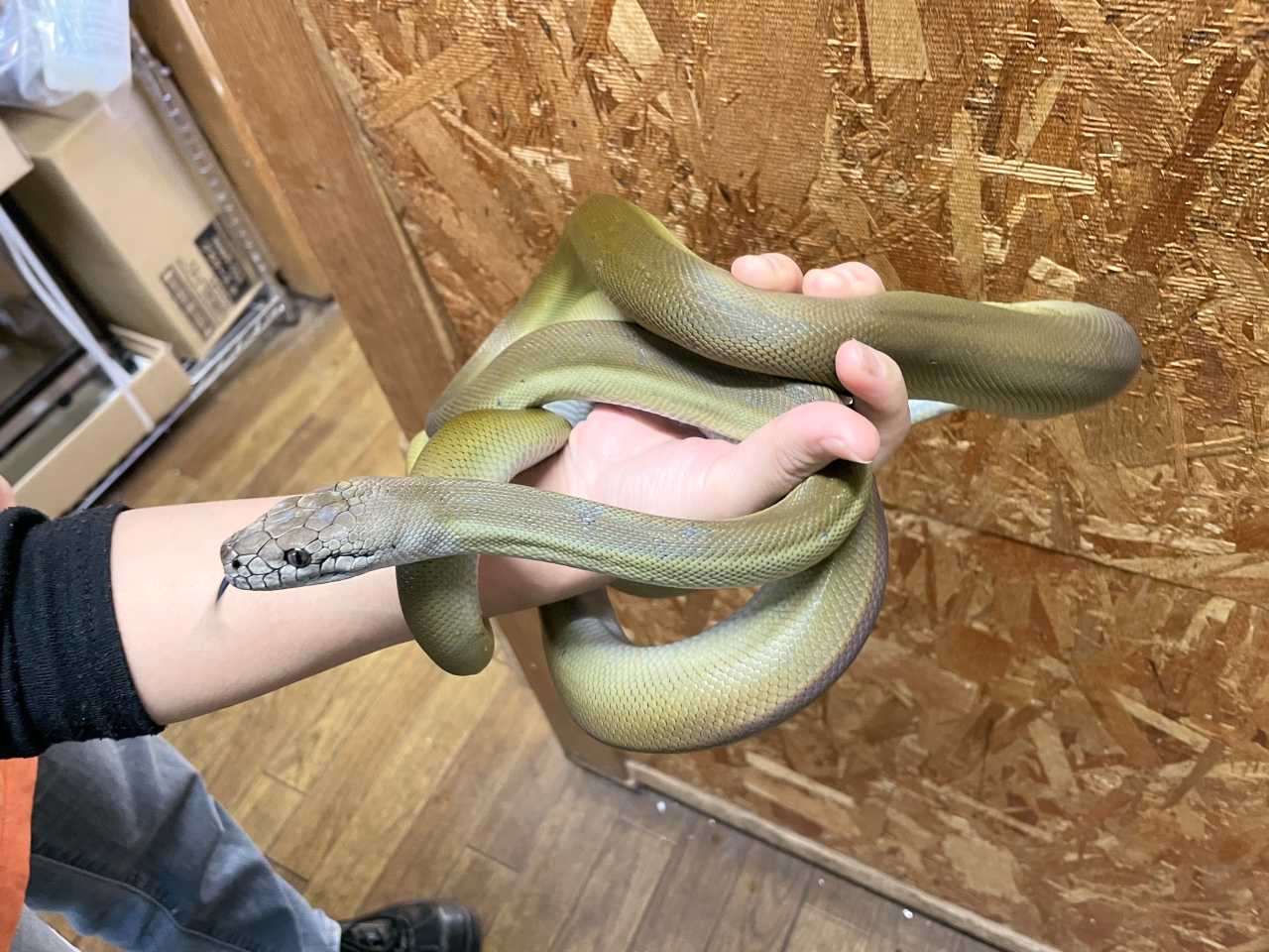 パプアンパイソン ボアパイソン図鑑