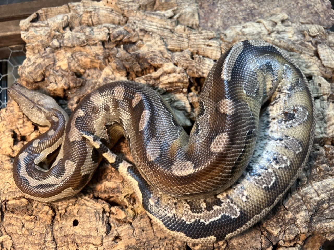 ボルネオブラッドパイソン(4)