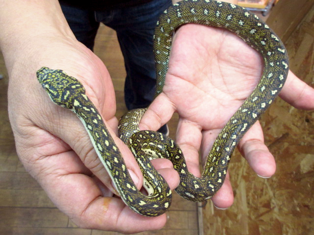 ダイヤモンドカーペットパイソン(8)
