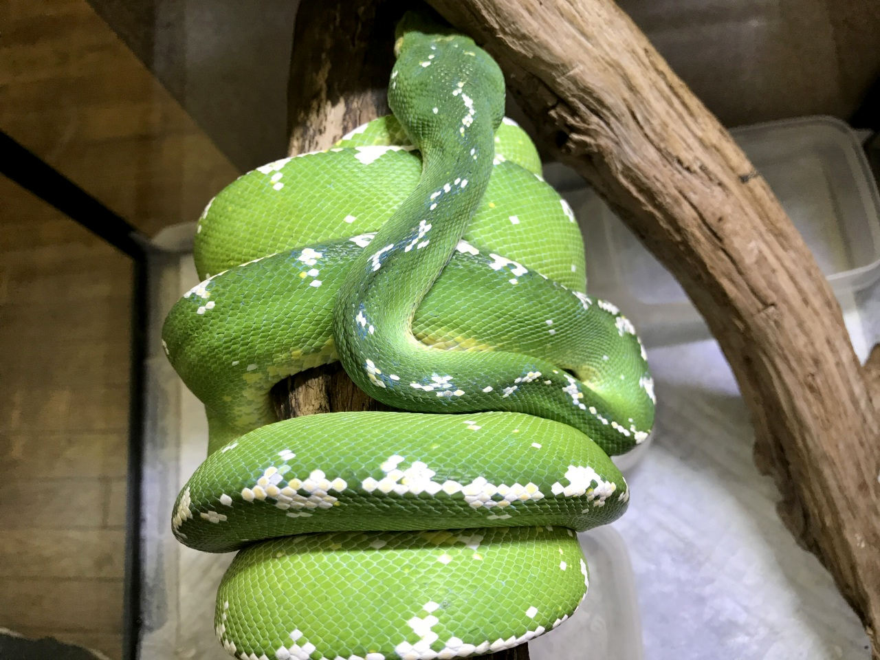 グリーンパイソン(4)