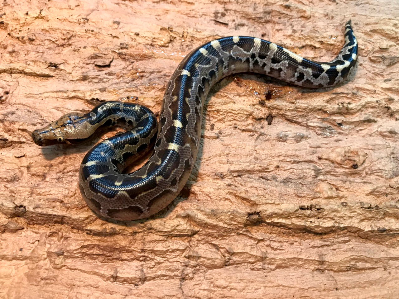 ボルネオブラッドパイソン(1)