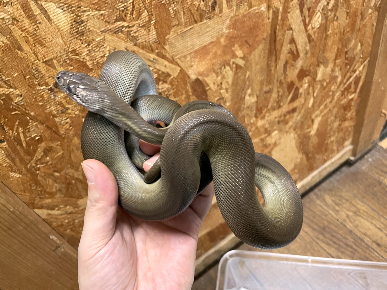 パプアンパイソン(5)