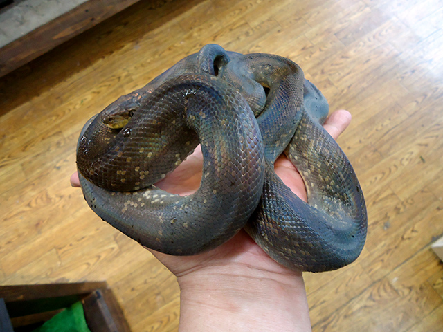 マクロットパイソン(7)