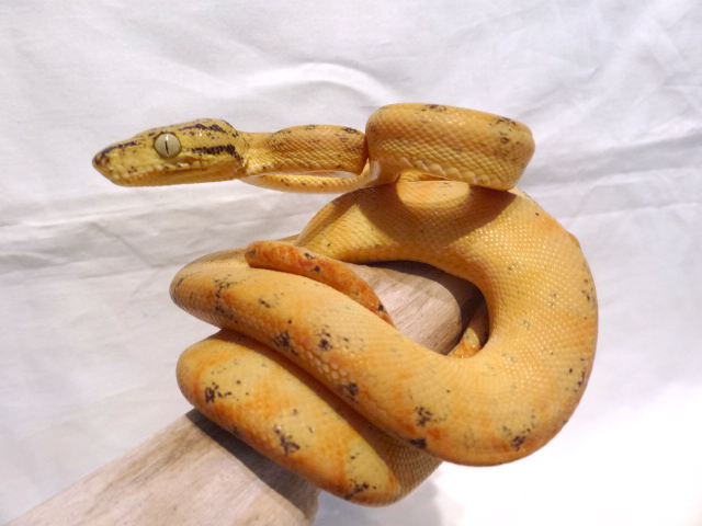 ガーデンツリーボア(10)