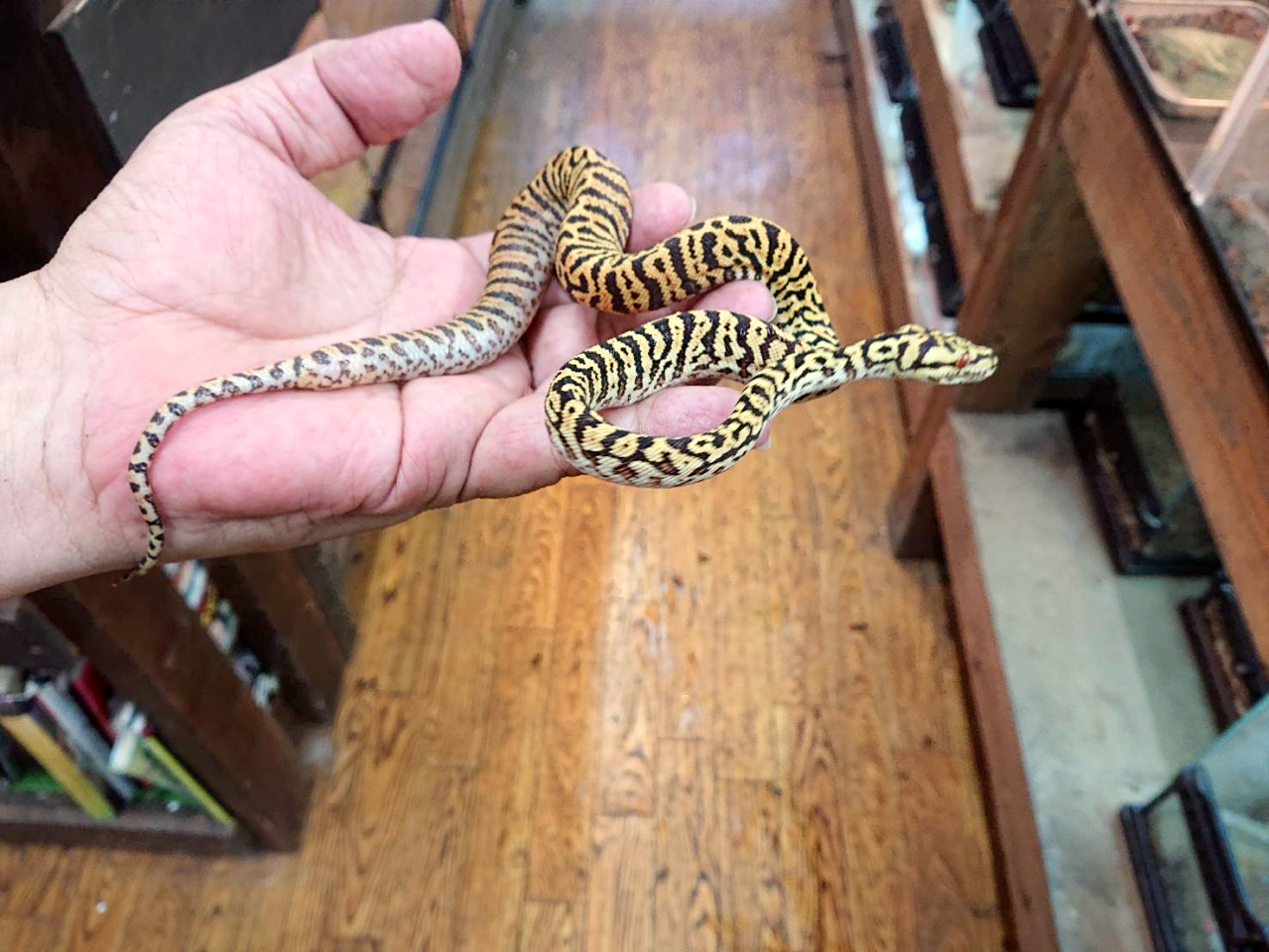 カーポンドロ(8)