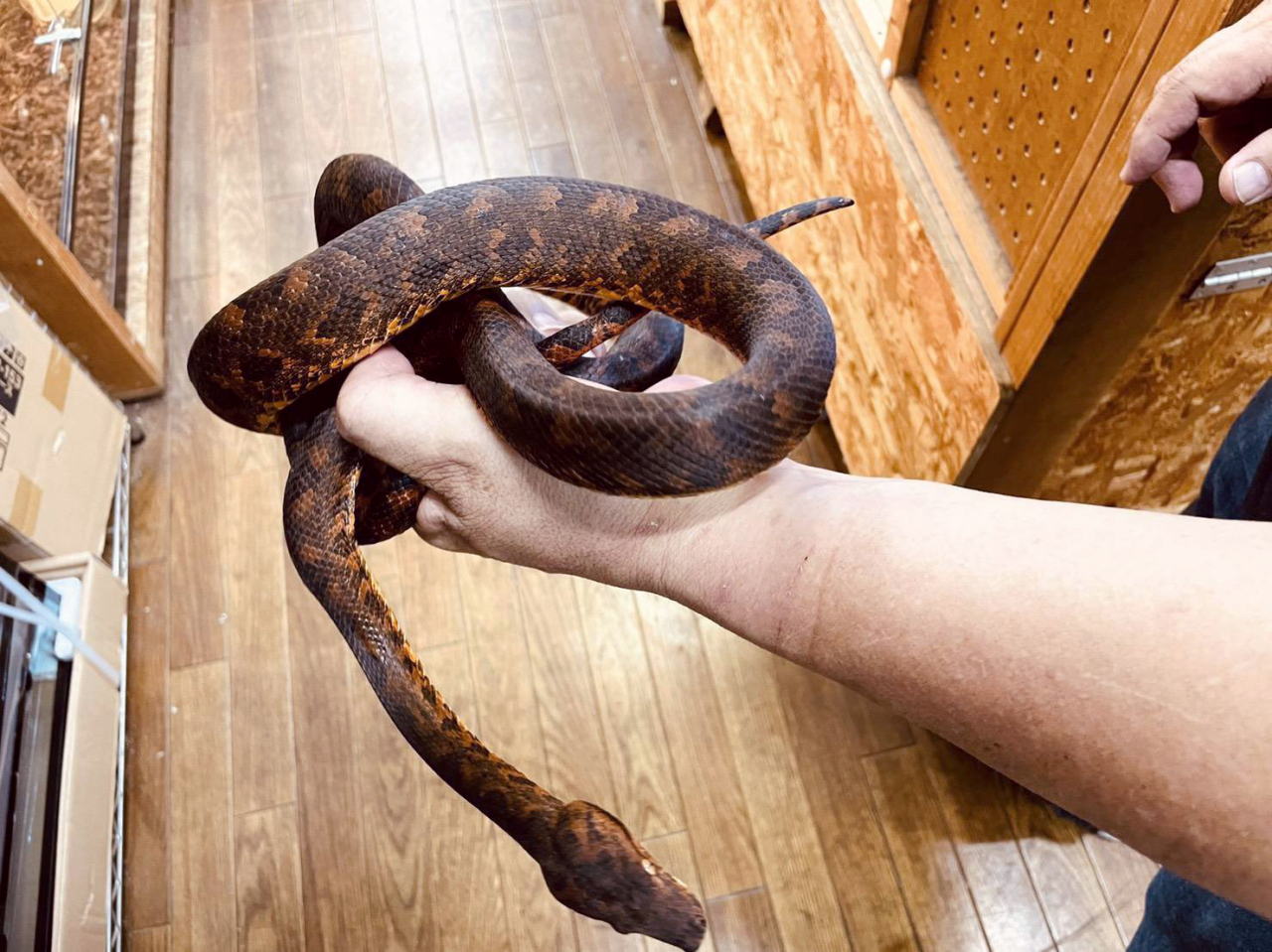 ビブロンボア(3)