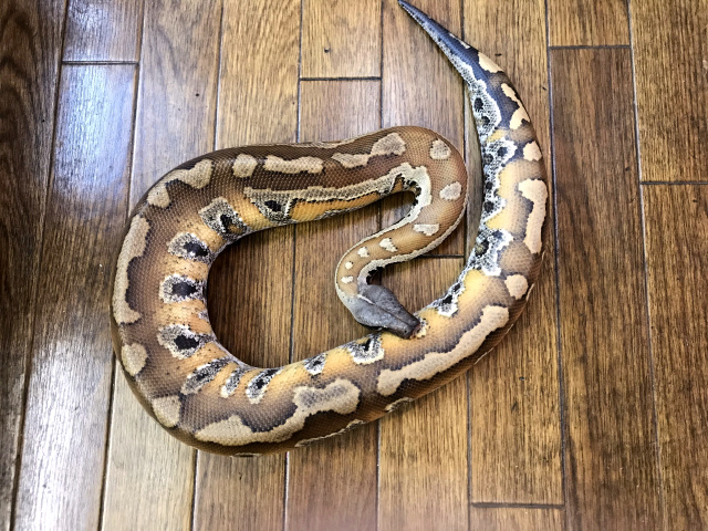 マラヤンブラッドパイソン