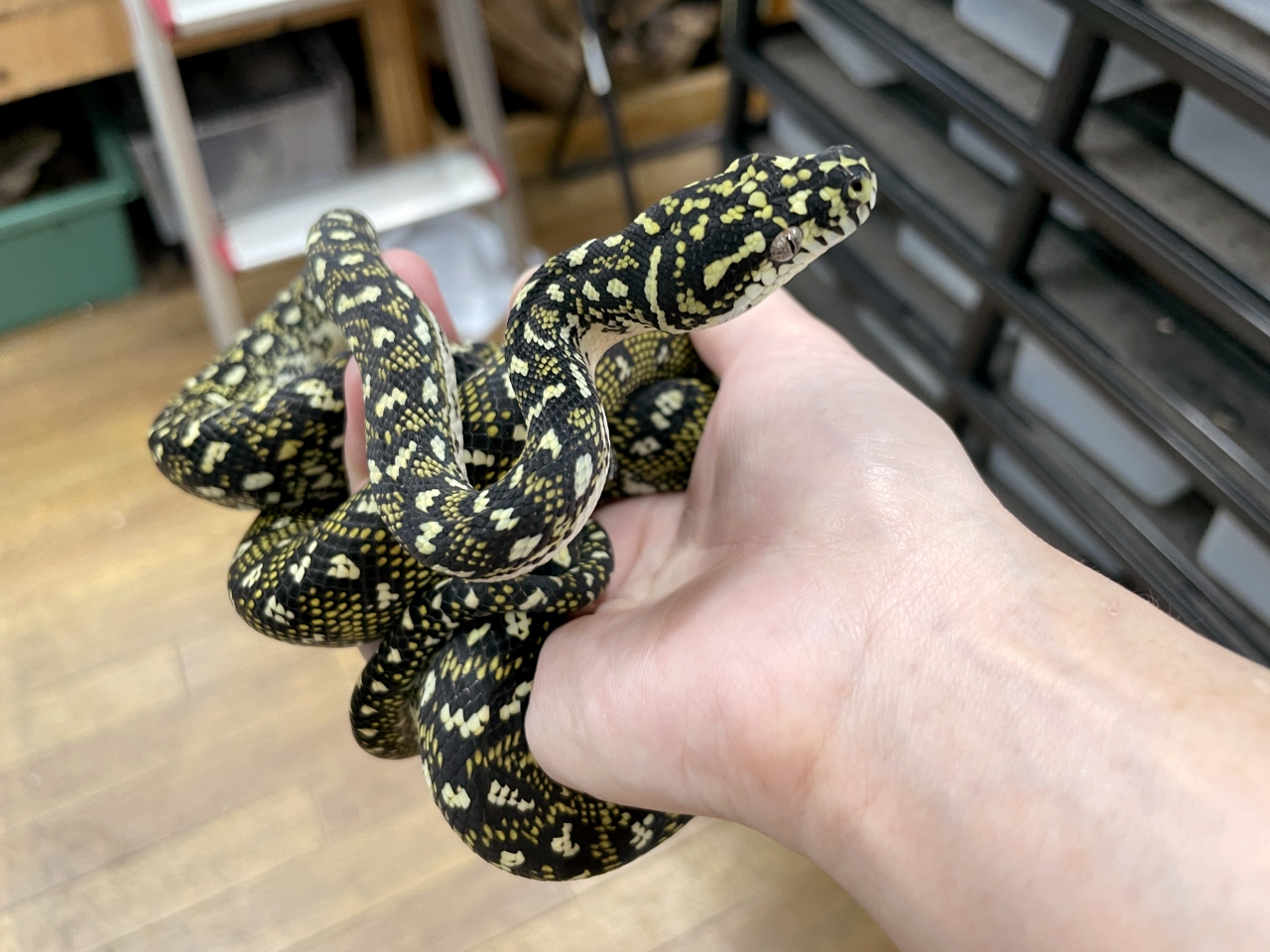 ダイヤモンドカーペットパイソン(4)