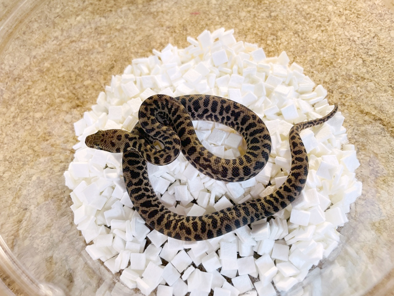 スポッテッドパイソン(1)