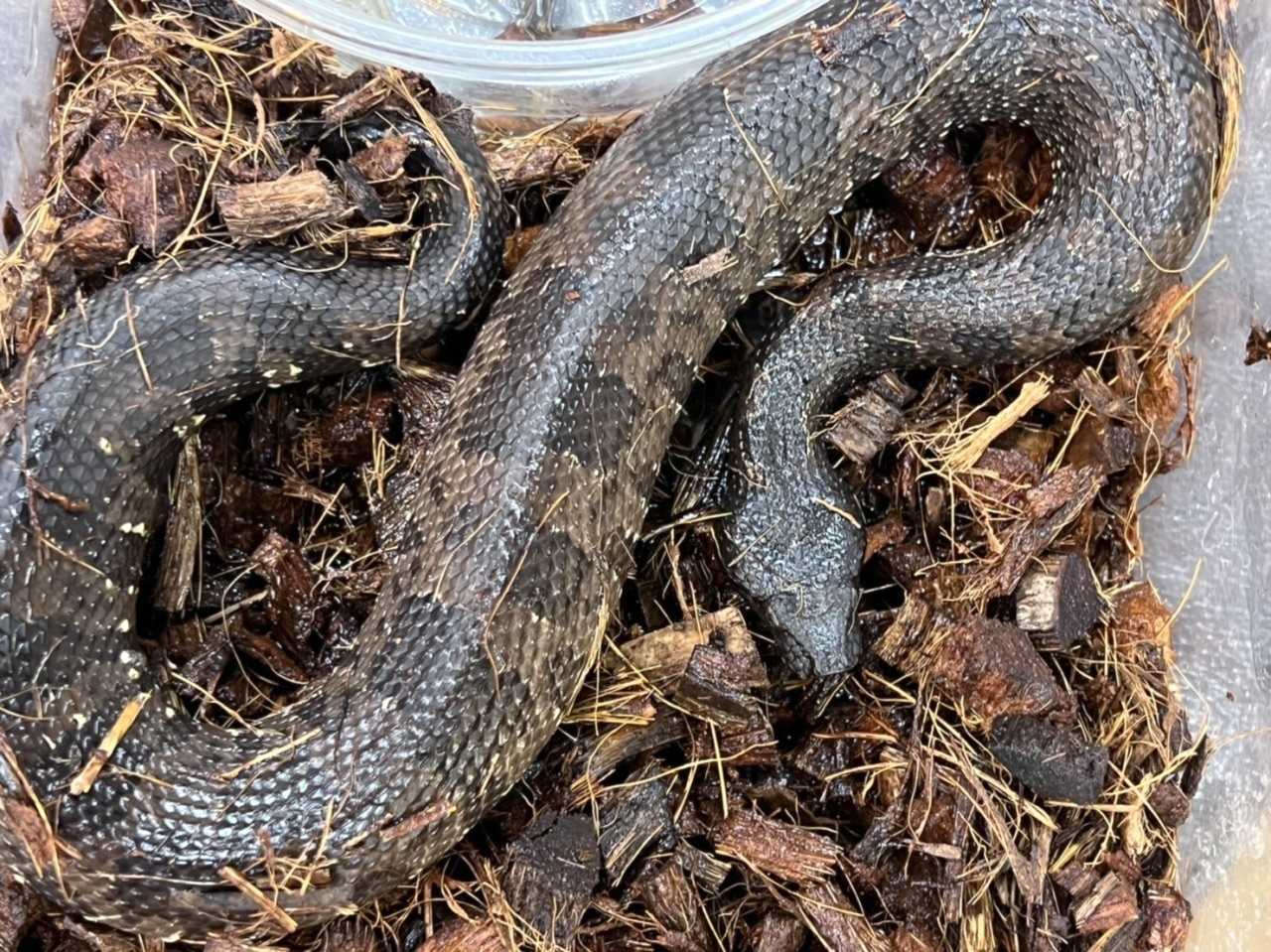 バイパーボア(12)