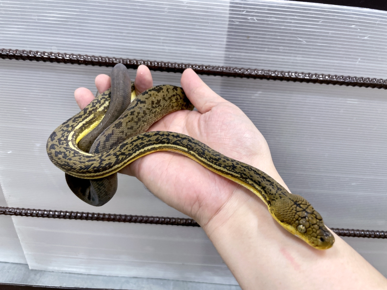 チモールパイソン(2)