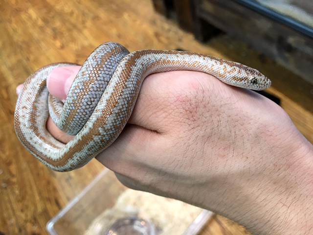 コースタルロージーボア(1)